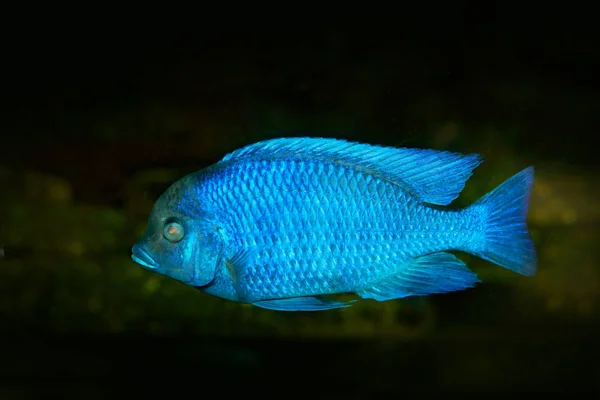 Blue fish in water — Stock Photo, Image