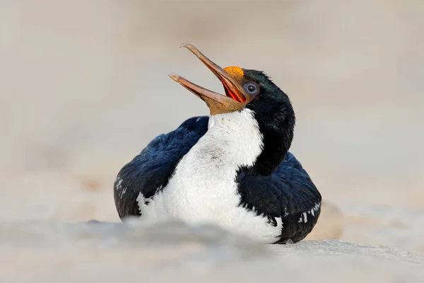 Pájaro Imperial Shag — Foto de Stock