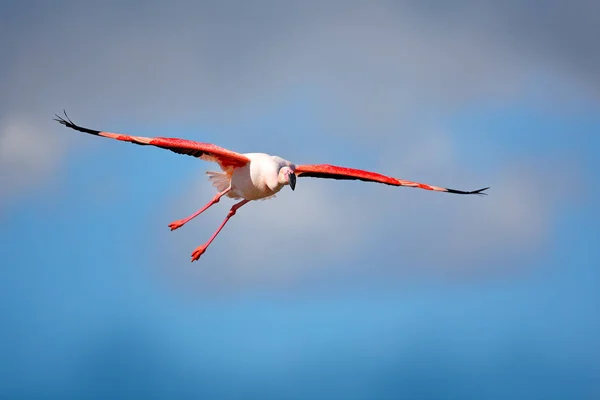 Flamingo maior voador — Fotografia de Stock