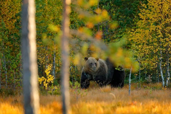 Oso escondido en el bosque amarillo —  Fotos de Stock