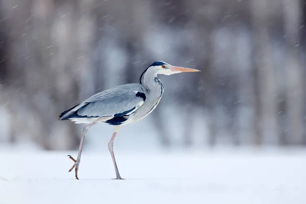 Grey Heron in white snow — Stock Photo, Image