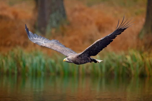 White-tailed Eagle — Stock Photo, Image