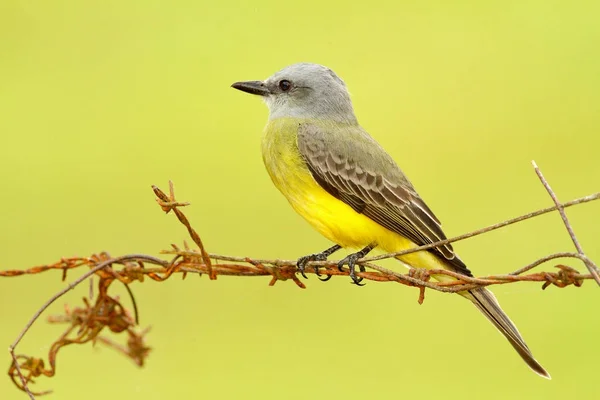 Pájaro sentado en alambre de púas —  Fotos de Stock