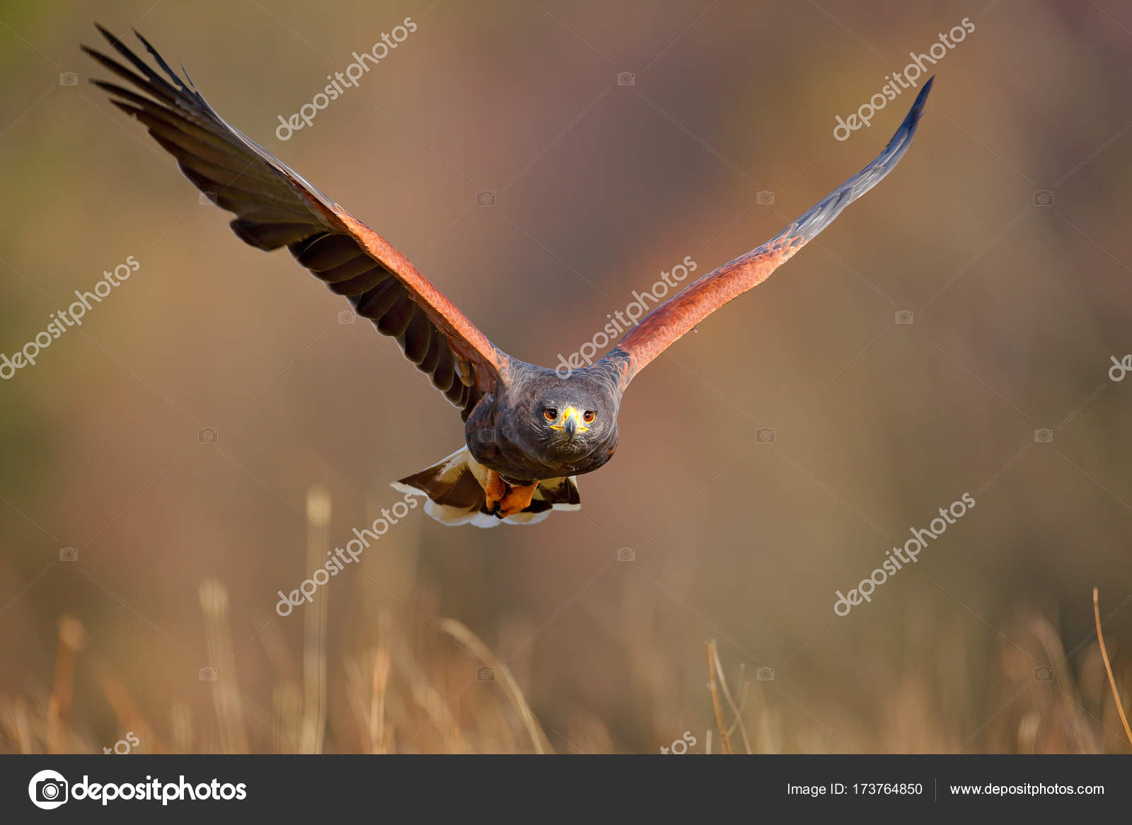 Bird Face During Flight Stock Photo Ondrejprosicky