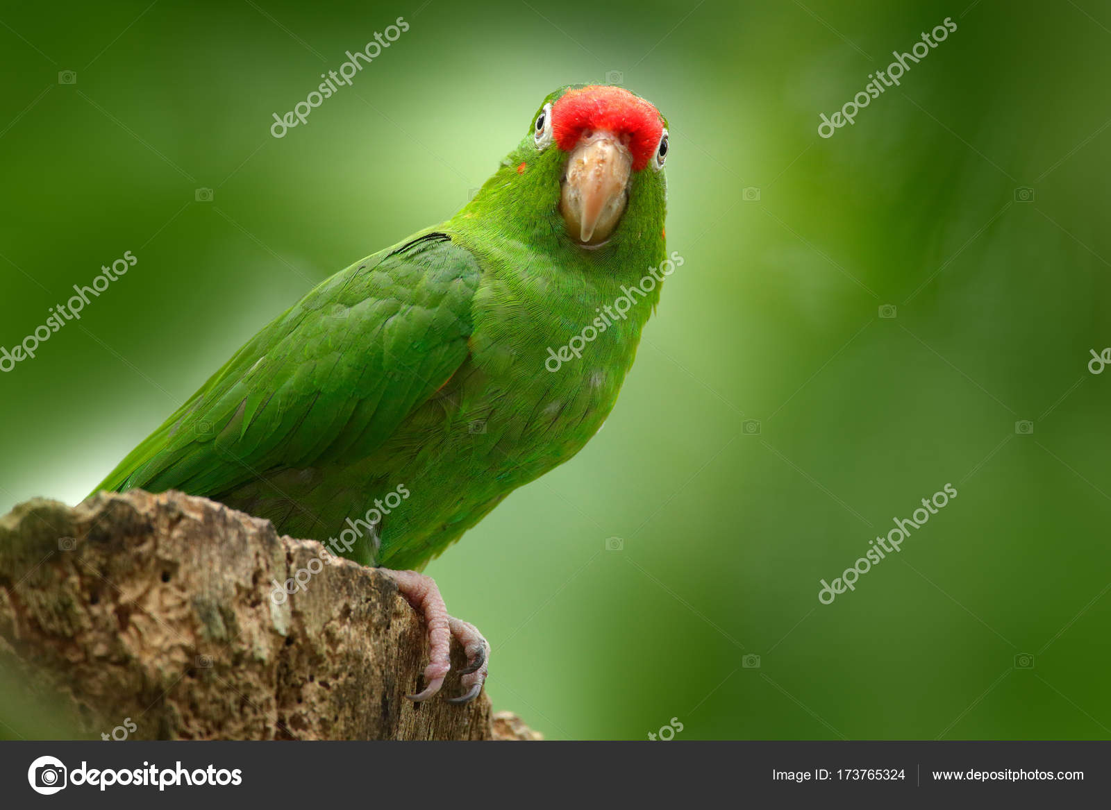 Conure à Front Cramoisi Photographie Ondrejprosicky