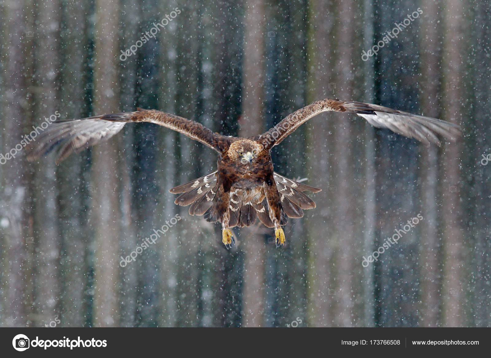 Flying Golden Eagle Stock Photo Ondrejprosicky 173766508
