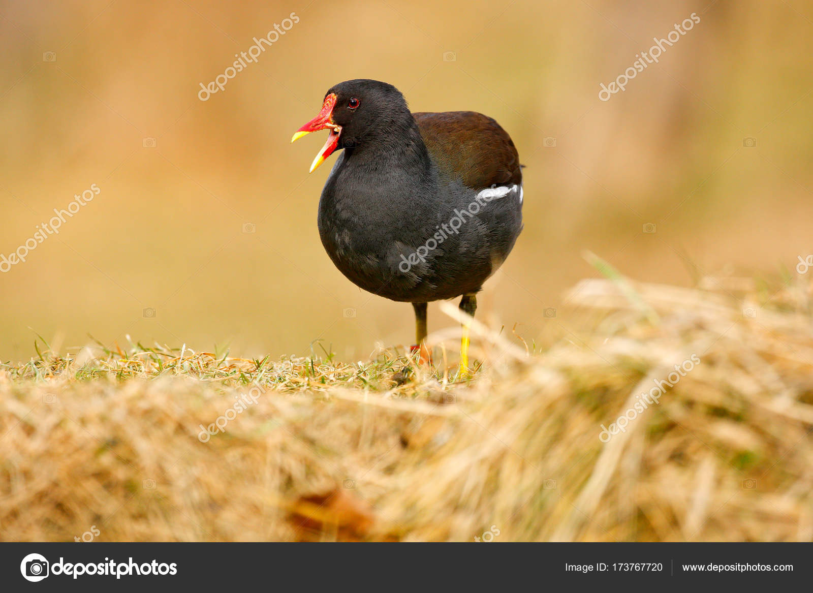 Oiseau Avec Bec Jaune Et Rouge Photographie Ondrejprosicky