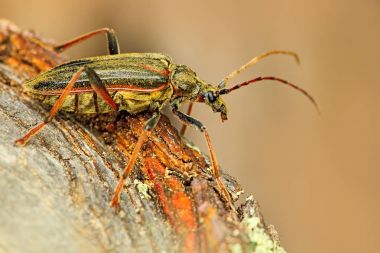 Oxymirus imleç böceği