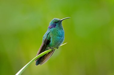 Green and blue hummingbird  clipart