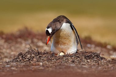 Penguen çayır üzerinde iç içe geçirme