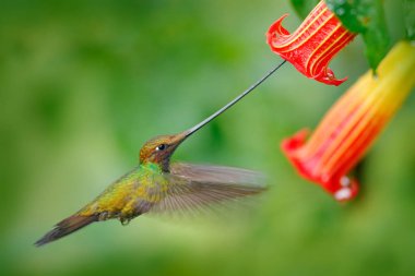 Sword-billed hummingbird, Ensifera ensifera, fly next to beautiful orange flower,bird with longest bill, in nature forest habitat, Ecuador. Wildlife scene, tropic forest. Birdwatching, South America stock vector