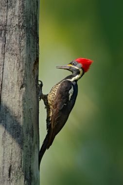 Lineated woodpecker sitting on branch  clipart