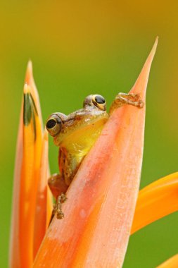 Kurbağa tropik orman 