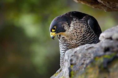 Peregrine Falcon rock oturan