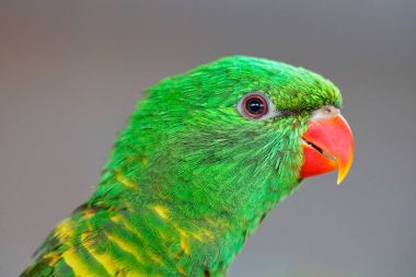 pullu göğüslü lori