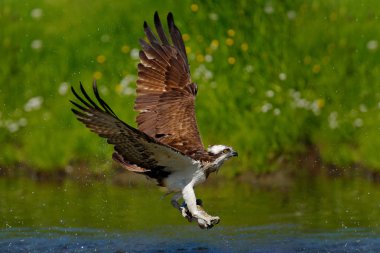 Yırtıcı Kuş Osprey