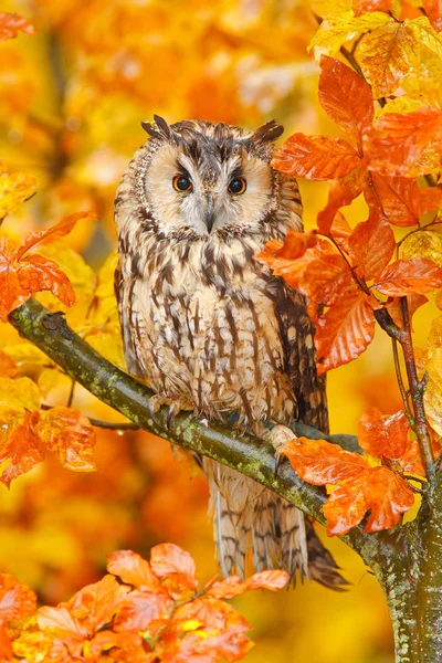 Gufo dalle orecchie lunghe con foglie di quercia — Foto Stock