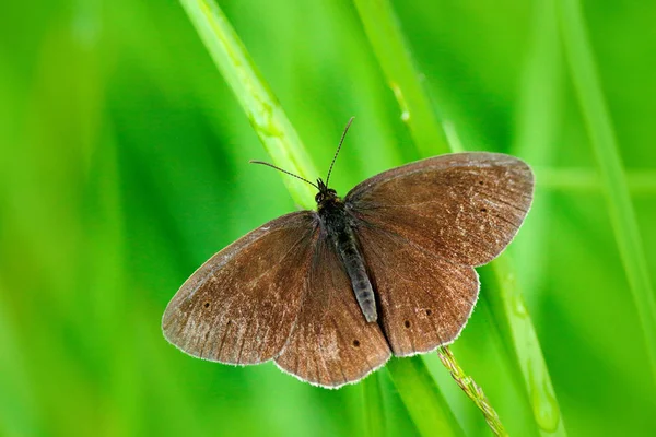 Vahşi güzel kelebek — Stok fotoğraf