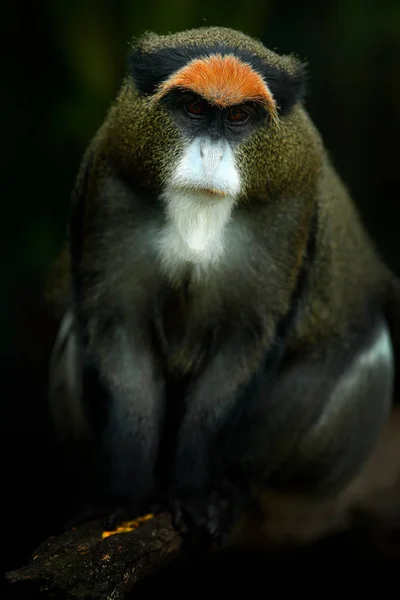 Macaco de De Brazza na filial — Fotografia de Stock