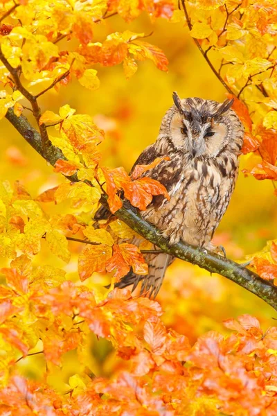 Langohreule mit Eichenblättern — Stockfoto