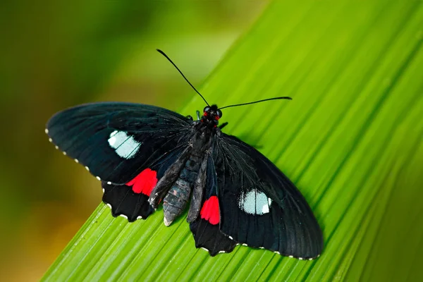 Motyl w zielonym lesie — Zdjęcie stockowe