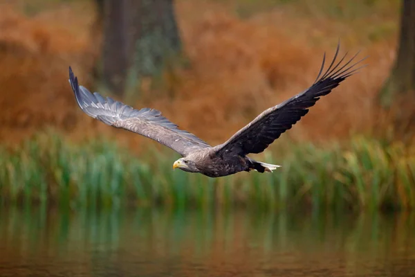 Örn i flyga över sjön — Stockfoto