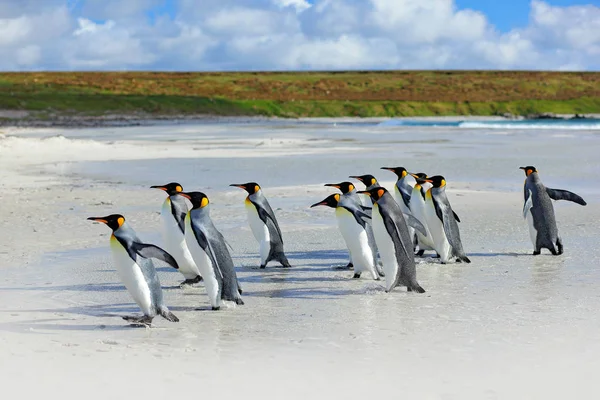 Gruppe von Königspinguinen — Stockfoto