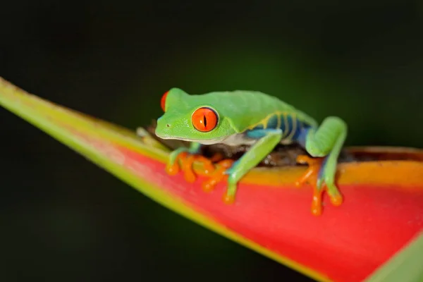 Rana arborícola de ojos rojos —  Fotos de Stock