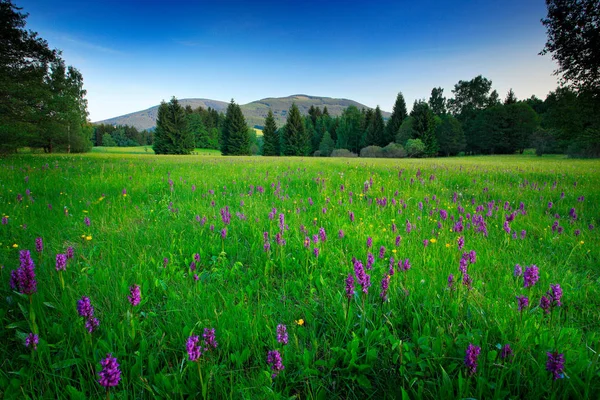 Pradera florecida en primavera —  Fotos de Stock