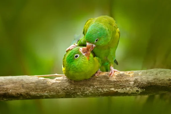 Пара зеленых попугаев на ветке — стоковое фото