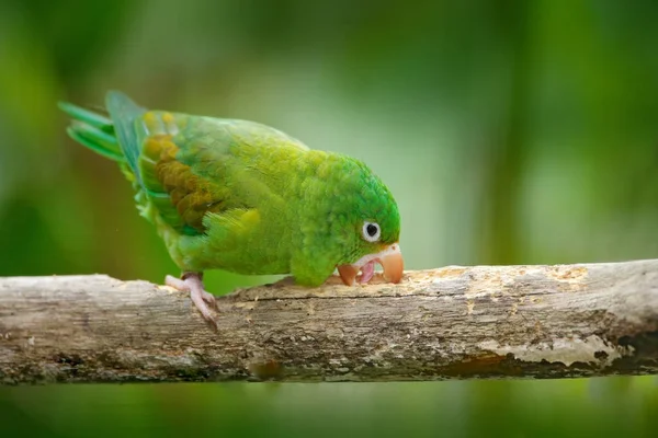 Amazonas de corona amarilla — Foto de Stock