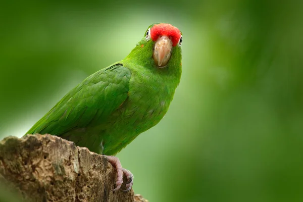 Crimson frontem papuga długoogonowa — Zdjęcie stockowe
