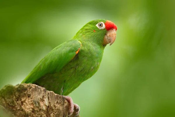 Crimson-fronted undulat — Stockfoto