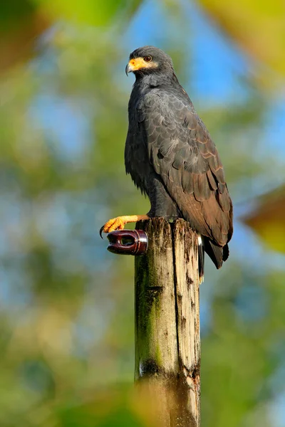 Yellow bill bird in forest — Stock Photo, Image