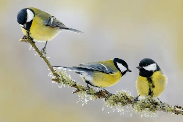 Singvögel sitzen auf Ästen — Stockfoto