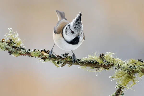 Crested Tit sitting on branch — Stock Photo, Image