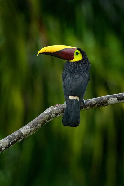 Toucan sitter på grenen — Stockfoto