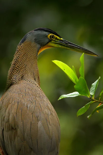 Heron tropik ormanda — Stok fotoğraf
