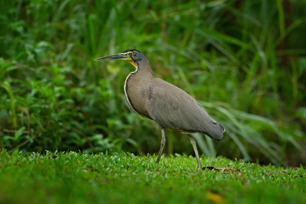 Heron i tropic djungel — Stockfoto
