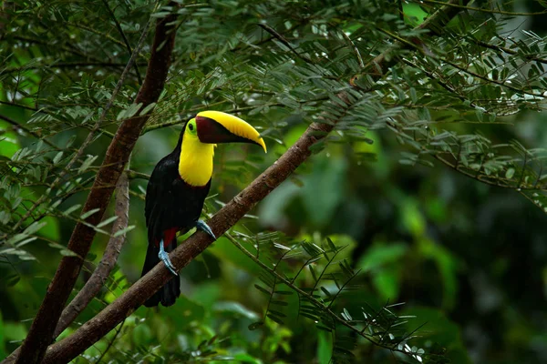 Tucán en rama en el bosque — Foto de Stock