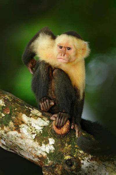 Black monkey sitting on branch — Stock Photo, Image