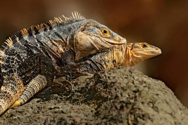 Par de répteis, Iguanas Negras — Fotografia de Stock