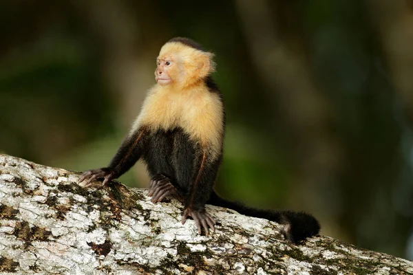 Macaco preto sentado no ramo — Fotografia de Stock