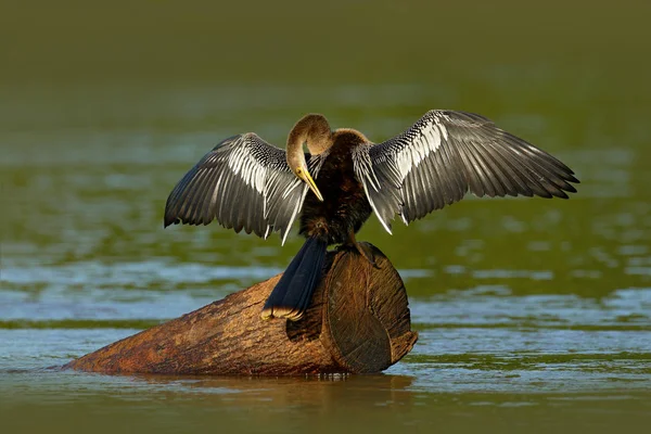 Anhinga, water bird in nature