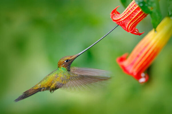 Sword-billed hummingbird