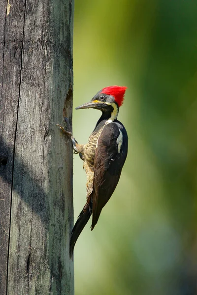 Pájaro carpintero lineado sentado en la rama — Foto de Stock