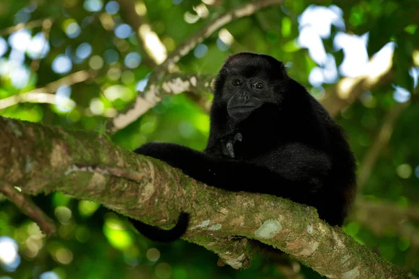 Macaco-uivo-manchado — Fotografia de Stock