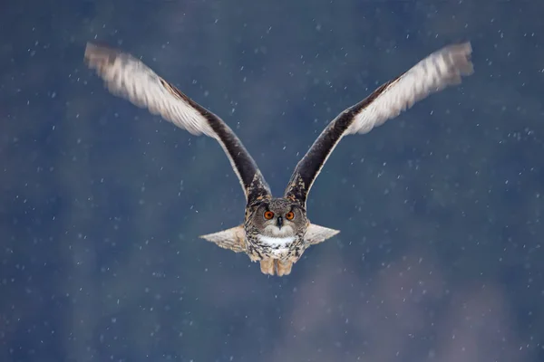 Flying Eurasian Eagle owl — Stock Photo, Image