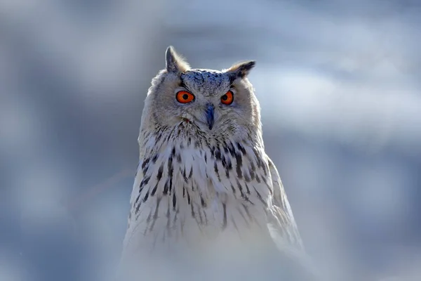 東シベリアのワシフクロウ — ストック写真