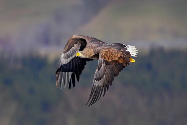 Águila volando sobre el lago —  Fotos de Stock